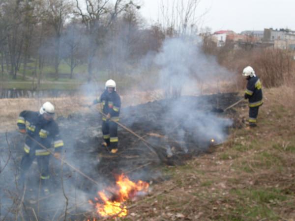 Trawy 2010