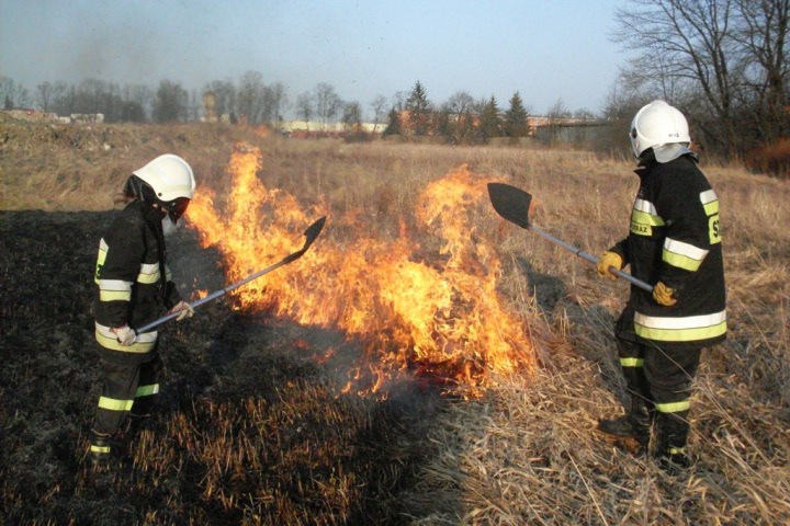 Trawy 2012